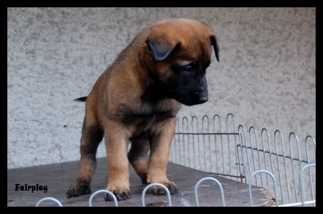 Chiots Berger Belge Malinois LOF de la Roche de l'Empereur, ma 2ème génération ! - Page 5 DSC_0228