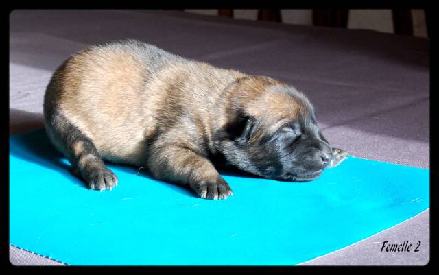 malinois - Chiots Berger Belge Malinois LOF de la Roche de l'Empereur, ma 2ème génération ! - Page 3 Femelle2