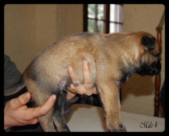 Chiots Berger Belge Malinois LOF de la Roche de l'Empereur, ma 2ème génération ! - Page 4 Male4-1