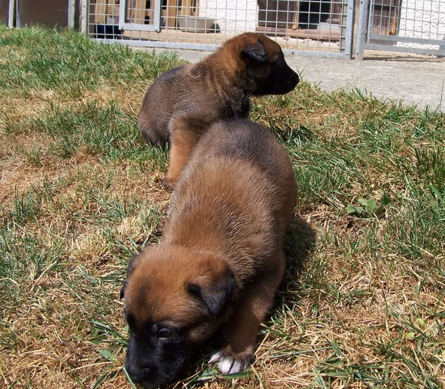 CHIOT MALINOIS DE TRAVAIL - Page 2 Bb30j001