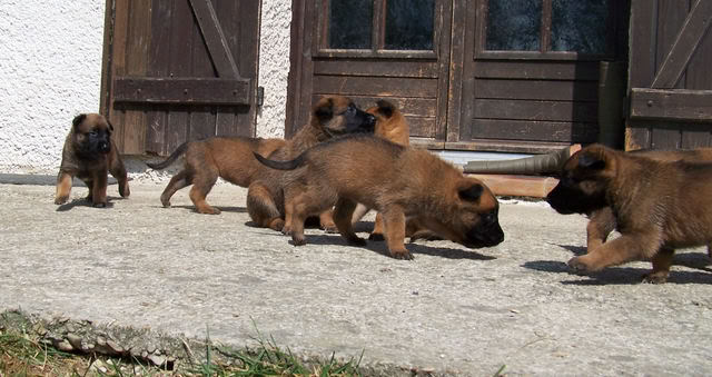 CHIOT MALINOIS DE TRAVAIL - Page 2 Bb30j002