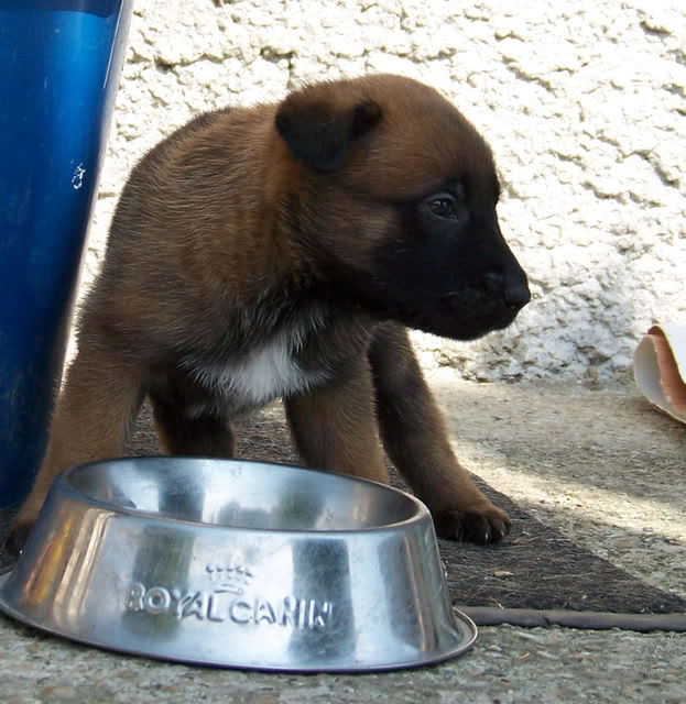 CHIOT MALINOIS DE TRAVAIL - Page 2 Bb30j007