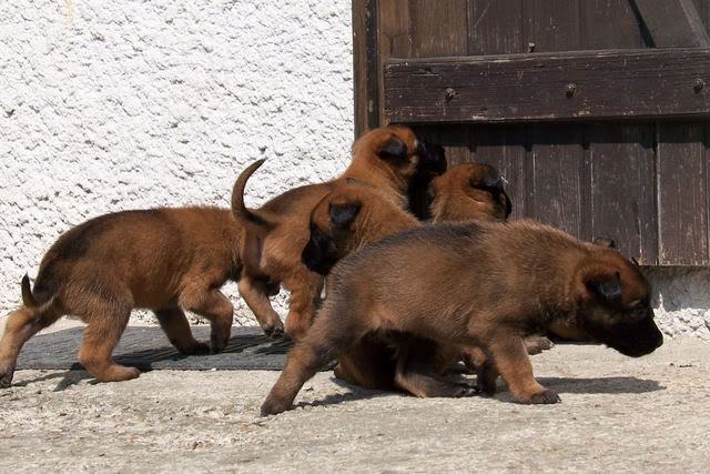 CHIOT MALINOIS DE TRAVAIL - Page 2 Bb30j008