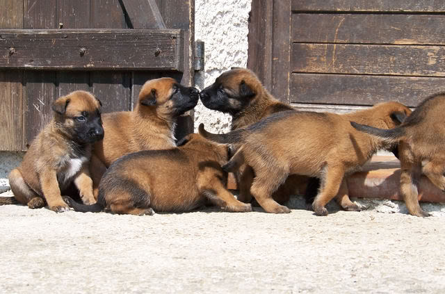 CHIOT MALINOIS DE TRAVAIL - Page 2 Bb30j009