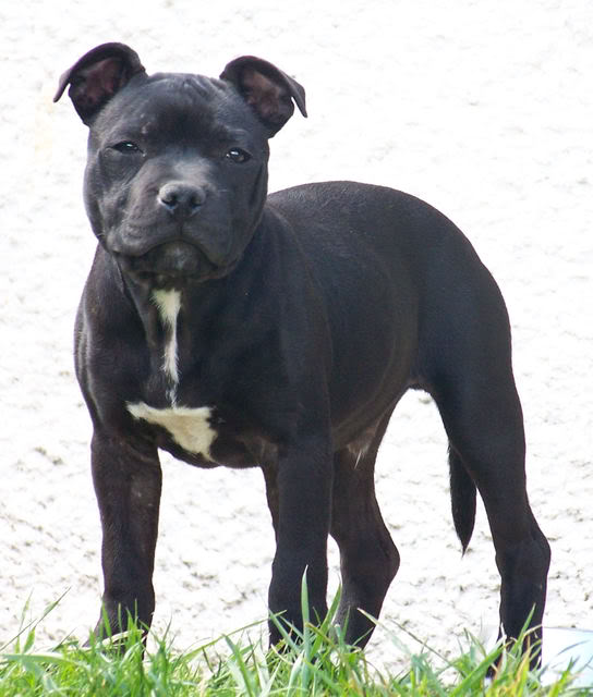 Staffie 4mois à vendre Darko014