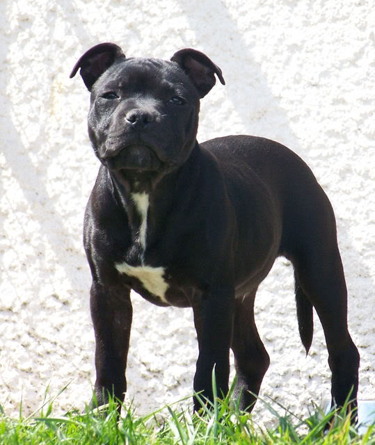 Staffie 4mois à vendre Darko015