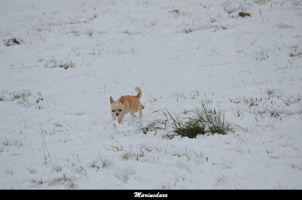 le paradis blanc Dec2012338