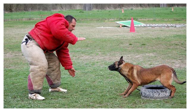 Entrainement de Denzi et Bart 291