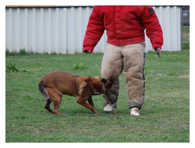 Entrainement de Denzi et Bart 302