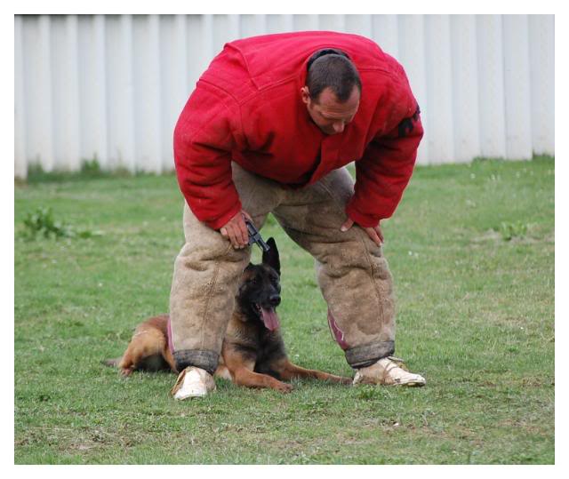 Entrainement de Denzi et Bart 303