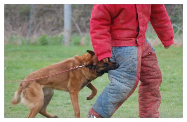 Entrainement de Denzi et Bart 330