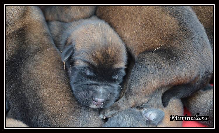 Chiots Malinois lignées travail - Page 2 DSC_0014_zps1965eb51