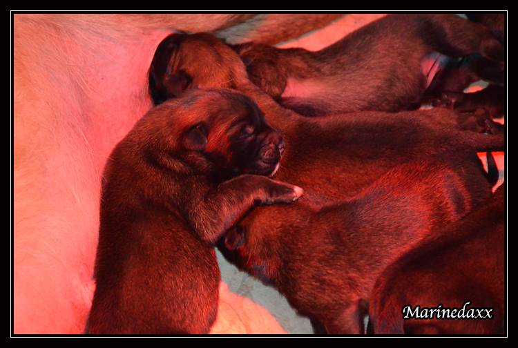 Chiots Malinois lignées travail - Page 2 DSC_0016_zpsa37a206b