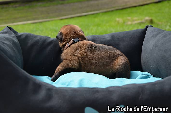 Chiots Malinois lignées travail - Page 3 DSC_0019_zps78cc42bc