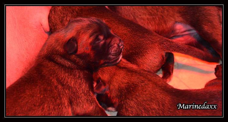 Chiots Malinois lignées travail - Page 2 DSC_0020_zps3d821f28