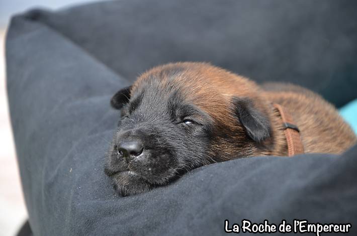 Chiots Malinois lignées travail - Page 3 DSC_0023_zpsa8848258