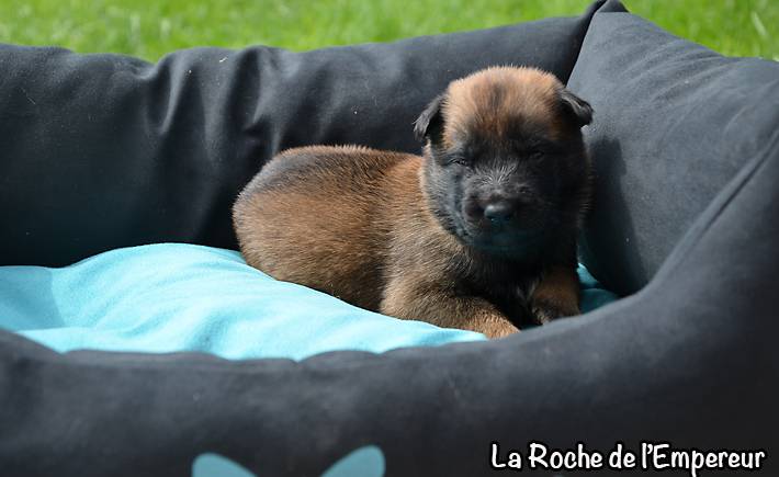 Chiots Malinois lignées travail - Page 3 DSC_0051_zps26a389c1