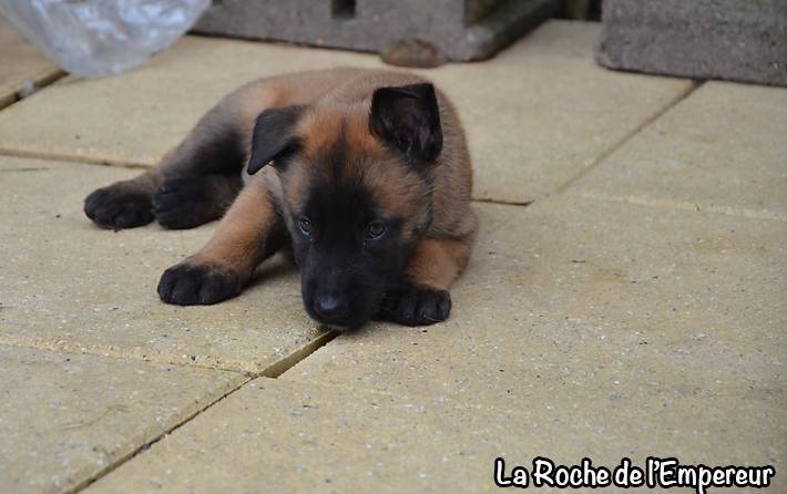 Chiots Malinois lignées travail - Page 3 DSC_0089_zpsc6800a3c