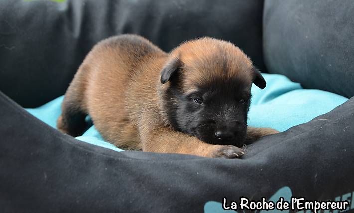 Chiots Malinois lignées travail - Page 3 DSC_0092_zps10b05e62