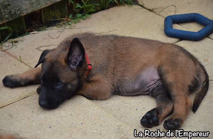 Chiots Malinois lignées travail - Page 3 DSC_0092_zpsaf071dd2