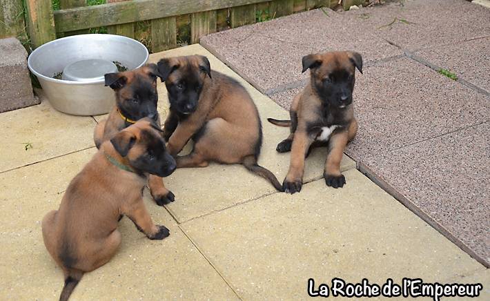 Chiots Malinois lignées travail - Page 3 DSC_0093_zps44149acd