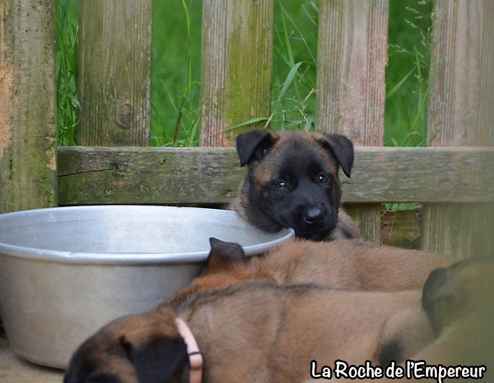 Chiots Malinois lignées travail - Page 3 DSC_0095_zpsc73342fb