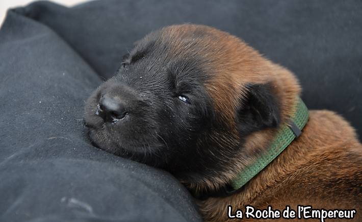 Chiots Malinois lignées travail - Page 3 DSC_0115_zps4cdc0c12