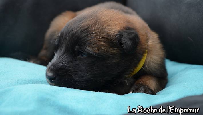 Chiots Malinois lignées travail - Page 3 DSC_0182_zpsf0fbeff8