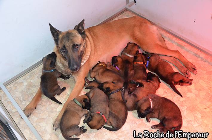 Chiots Malinois lignées travail - Page 3 DSC_0187_zps7cad3900