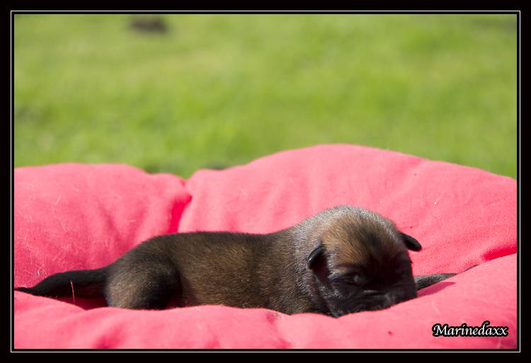 Chiots Malinois lignées travail - Page 2 IMG_0002_zps1c4db118