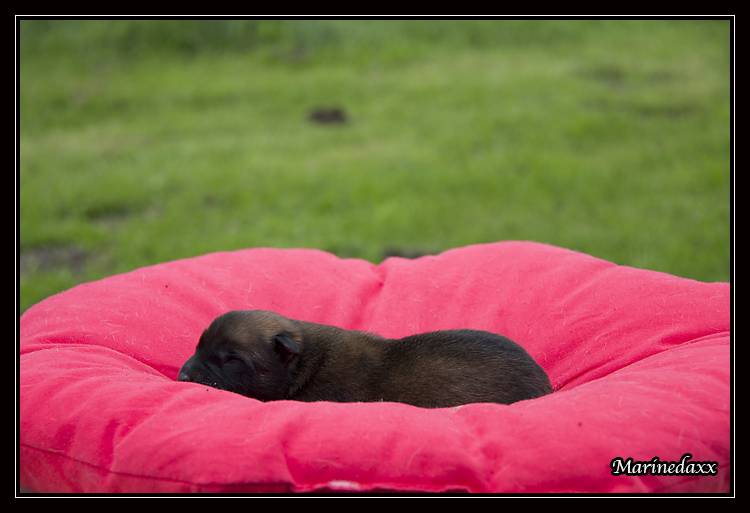 Chiots Malinois lignées travail - Page 2 IMG_0019_zps46c62900