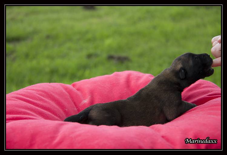 Chiots Malinois lignées travail - Page 2 IMG_0049_zps5dd4e18c