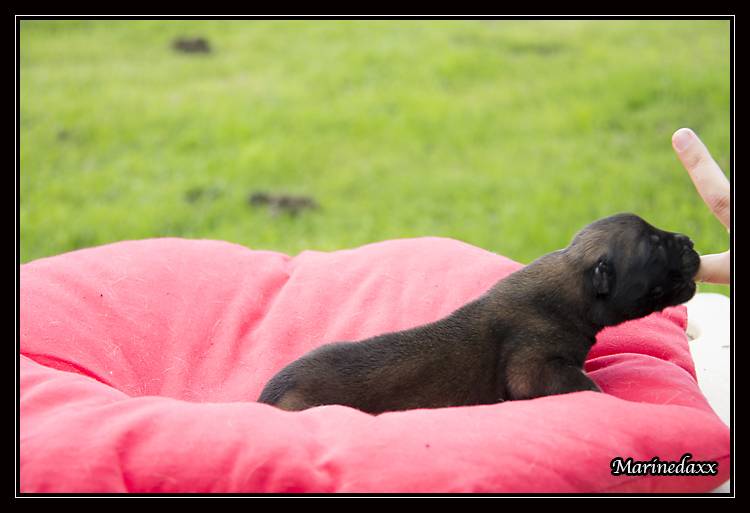 Chiots Malinois lignées travail - Page 2 IMG_0055_zps75d1ee91