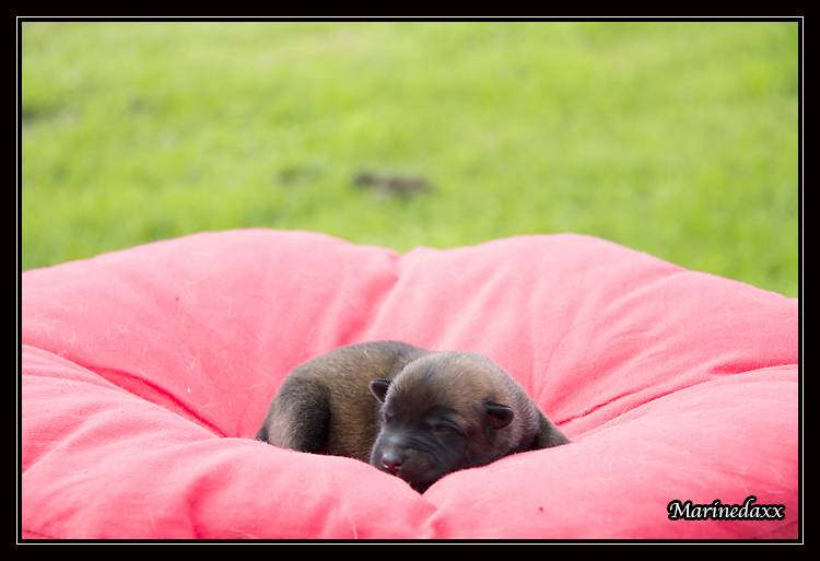 Chiots Malinois lignées travail - Page 2 IMG_0067_zps7c6c2fb4