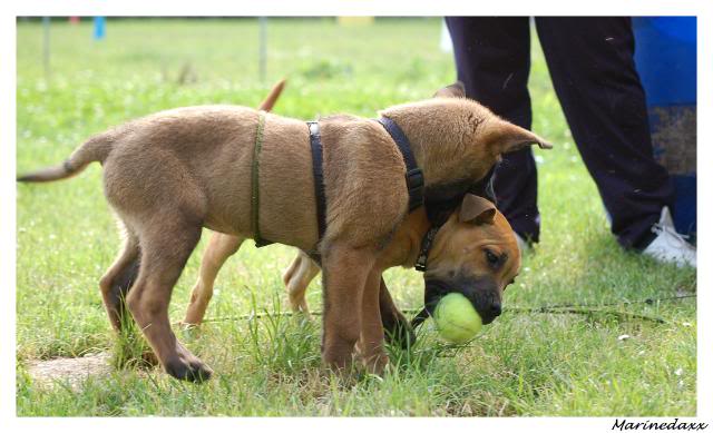 des chiens avec du mordant!! ;) 005