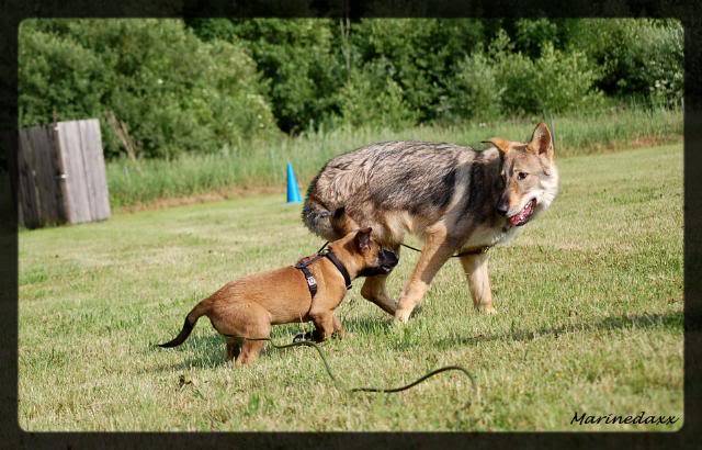 loup - Qui a peur du grand mechant loup....................... 043-1