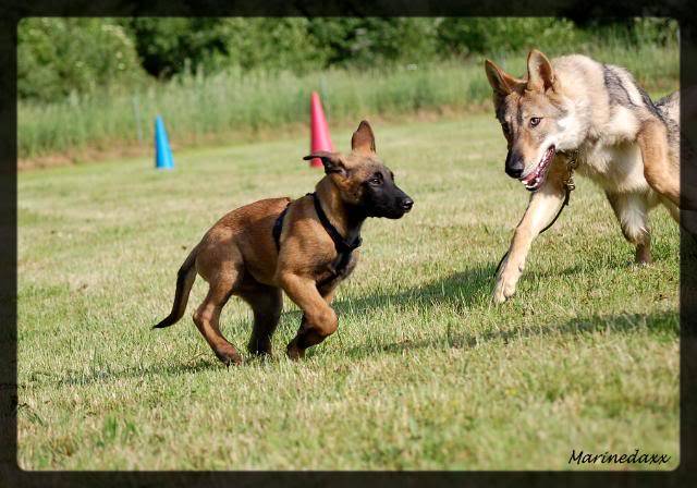 loup - Qui a peur du grand mechant loup....................... 044