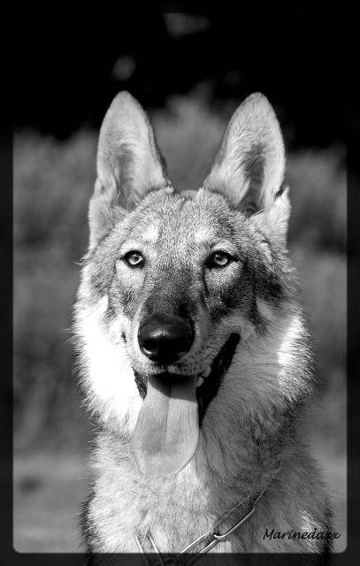 loup - Qui a peur du grand mechant loup....................... 074