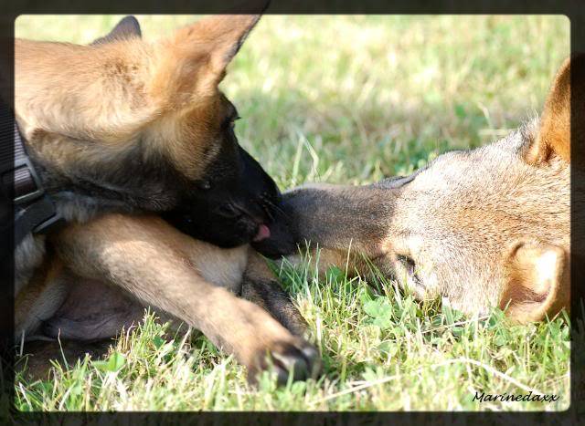 loup - Qui a peur du grand mechant loup....................... 093-1