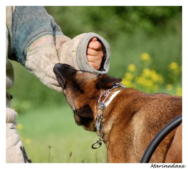 des chiens avec du mordant!! ;) 132