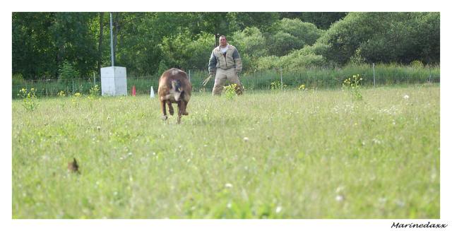 des chiens avec du mordant!! ;) 146-1