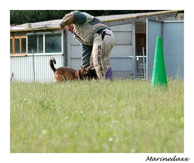 des chiens avec du mordant!! ;) 152