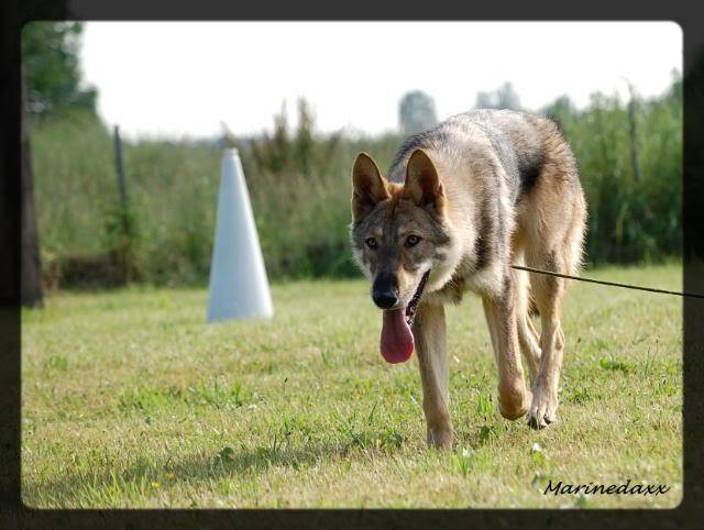 Qui a peur du grand mechant loup....................... 161