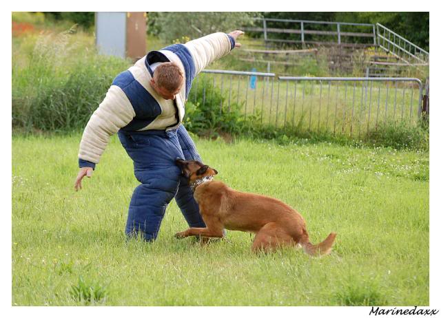 des chiens avec du mordant!! ;) 199