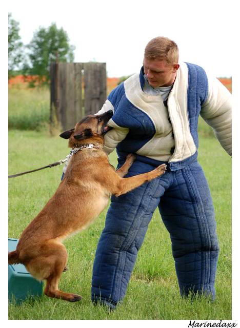 des chiens avec du mordant!! ;) 206