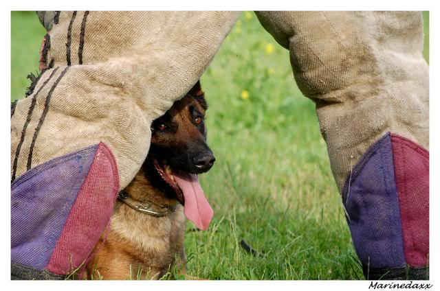 des chiens avec du mordant!! ;) 232