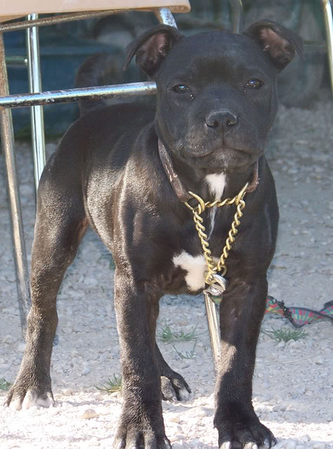 Staffie 4mois à vendre Mordant026