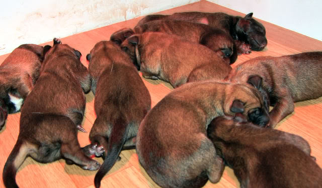 CHIOT MALINOIS DE TRAVAIL Naissancechiots020