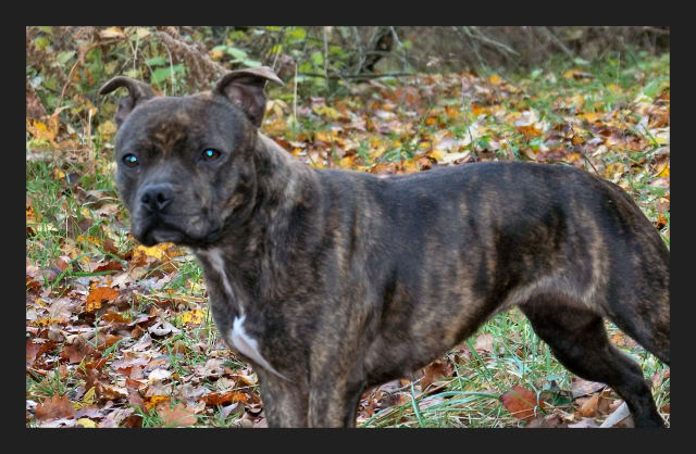 Mes bébés staffies sont nés le 14 janvier 2009 Novembre2008029