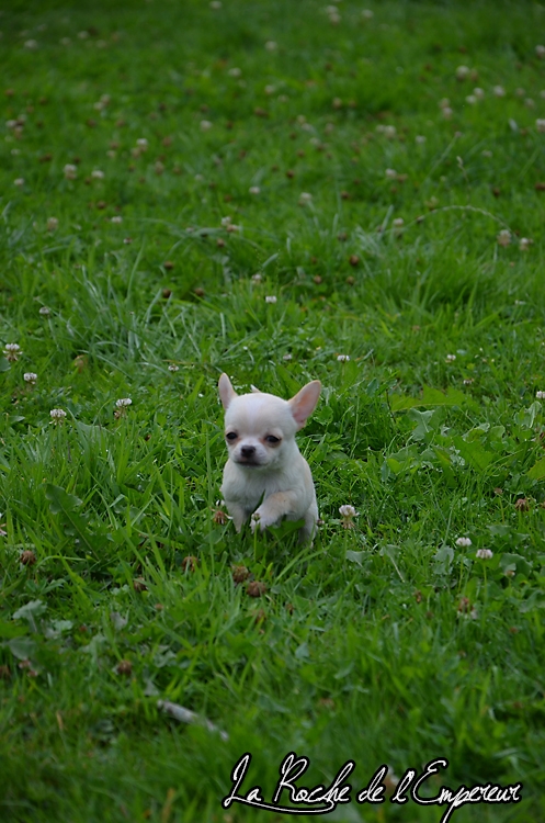 Gianduja x Goldy des Patibullies DSC_0181_zpsbf3bbde8